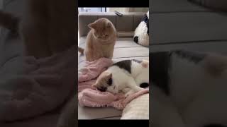 Funniest Cat Moments Ever