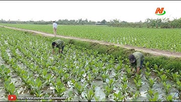 HTX Dược liệu Khánh Thủy - Cùng người nông dân vượt khó