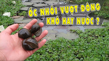 Ưu nhược điểm khi ủ ốc qua đông trên khô va nước ?