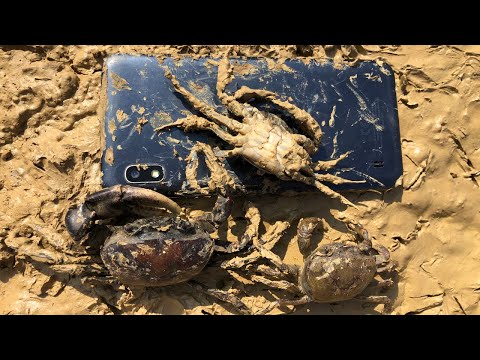 Crab Clamp Phone : Restoration Phone in mud- During Crab Clamp Phone