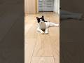 口笛ローリング猫 #猫 #cat #かわいい
