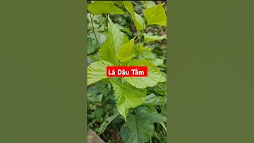 Bạn đã biết công dụng của Lá Dâu Tằm chưa?