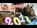 TNTを破壊！？　はなちゃん、その２９