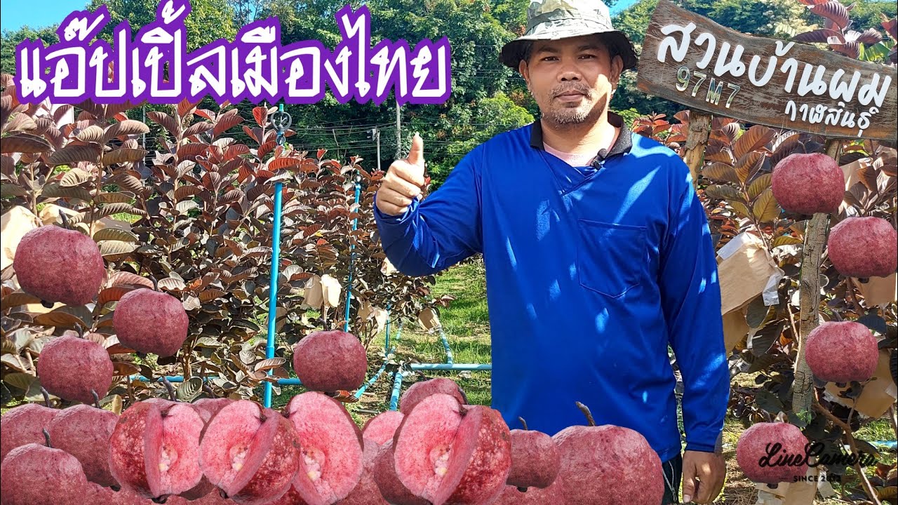 แอ็ปเปิ้ลเมืองไทย||ต้นเดียวต่อยอดธุรกิจ||สร้างรายได้หลายหมื่น