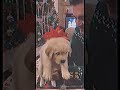 You wake up December 25th. And you just got your new puppy. #edit