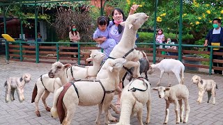 Let's Feed Sheep, Rabbits and Guinea Pigs at the Farmhouse