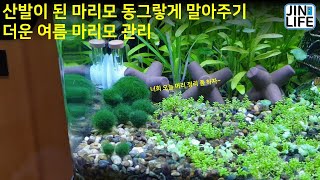 [물생활]산발이 된 마리모 정리하는 법 및 더운 여름 마리모 관리