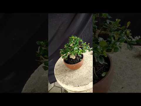 Mame Bonsai Carmona