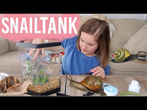 Setting Up My Aquatic Snail Tank