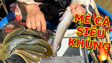 Tập Đặt Biệt | Đặt lờ lộp chú sáu bắt được quá nhiều cá lóc cá trê mùa nước nổi đồng tháp Tập 14