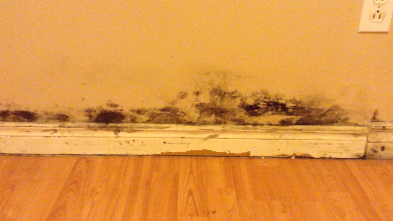 DO NOT MOVE TO 59 COPPER. STREET (Black Mold) Sudbury Ontario YouTube
