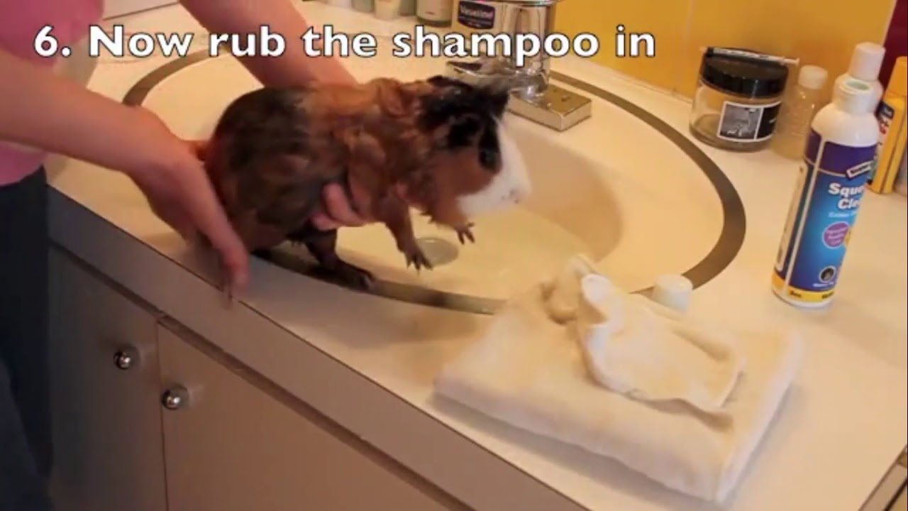 How to wash a guinea pig YouTube