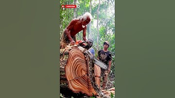 Cutting a Tree Lost in Time #woodworking#chainsaw#treecutting