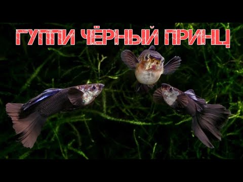 ГУППИ ЧЁРНЫЙ ПРИНЦ. СОДЕРЖАНИЕ , КОРМЛЕНИЕ И РАЗВЕДЕНИЕ