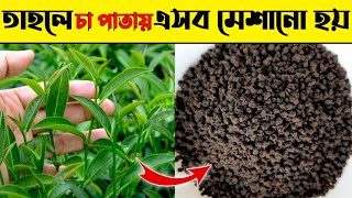 দেখুন কিভাবে চায়ের পাতা তৈরি হয়।এমন প্রসেস দেখতে কপাল লাগে।Tea Making Process