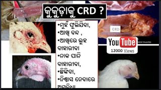CRD | Chronic Respiratory Disease | Poultry Farm Disease | Treatment, Medicine & Management