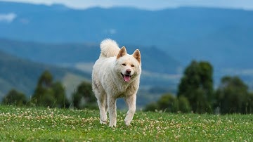 Exploring the Akita