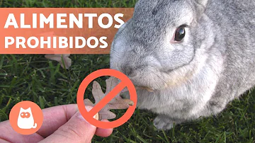 ¿Qué no deben comer los conejos?