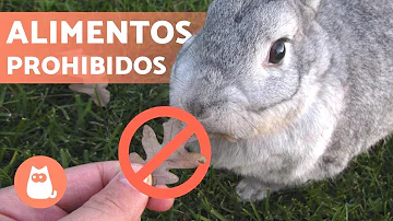 ¿Las palomitas hacen daño a los conejos?