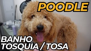 Banho, remoção de nos e Tosa em POODLE by Pet's com Pinta 843 views 4 months ago 3 minutes, 28 seconds