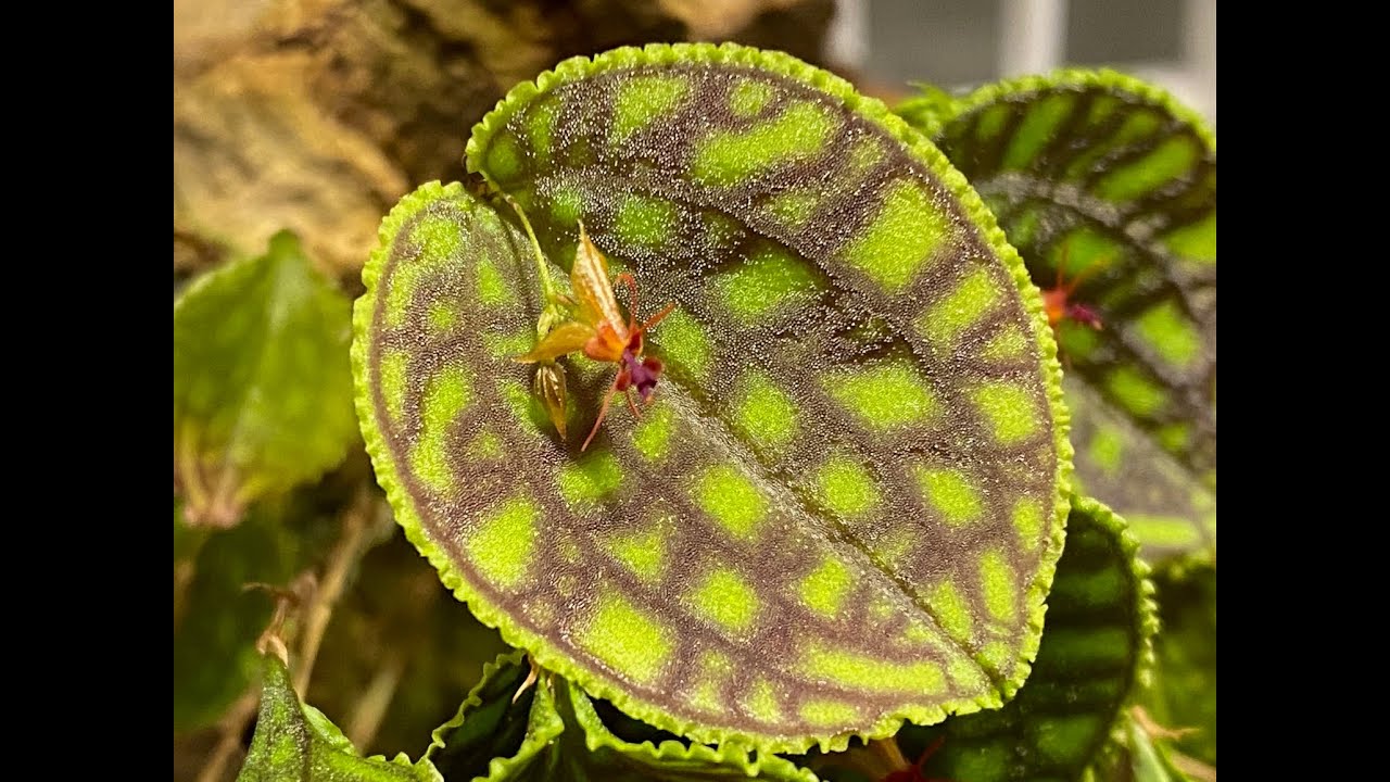Lepanthes calodictyon Spotlight Video;