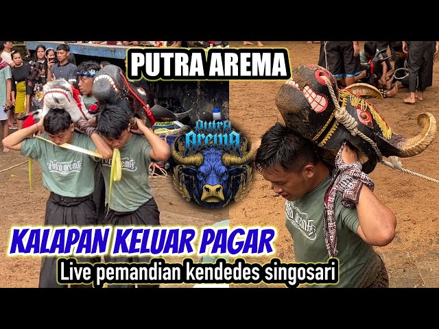 KALAPAN KELUAR PAGAR  SEMBURAT || PUTRA AREMA || live pemandian kendedes singosari class=