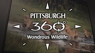 Pittsburgh 360: Wondrous Wildlife screenshot 4