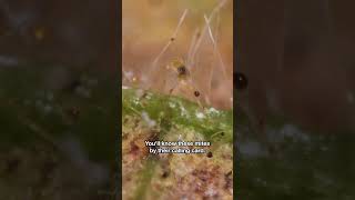 This Mite’s Appetite Is One of the Threats Farmers Face | #DeepLook #Shorts