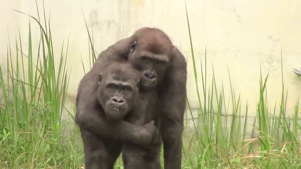 Monkey mating गोरिल्ला को देखे सम्भोग करते हुए जंगल में gaurila