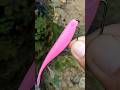 cara pasang umpan softlure #lure #softlure #umpan #umpanjitu #umpanmancing #tips #tutorial