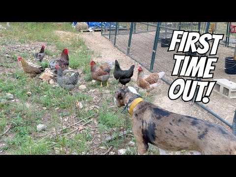 Our Chickens Taste FREEDOM for the FIRST TIME!