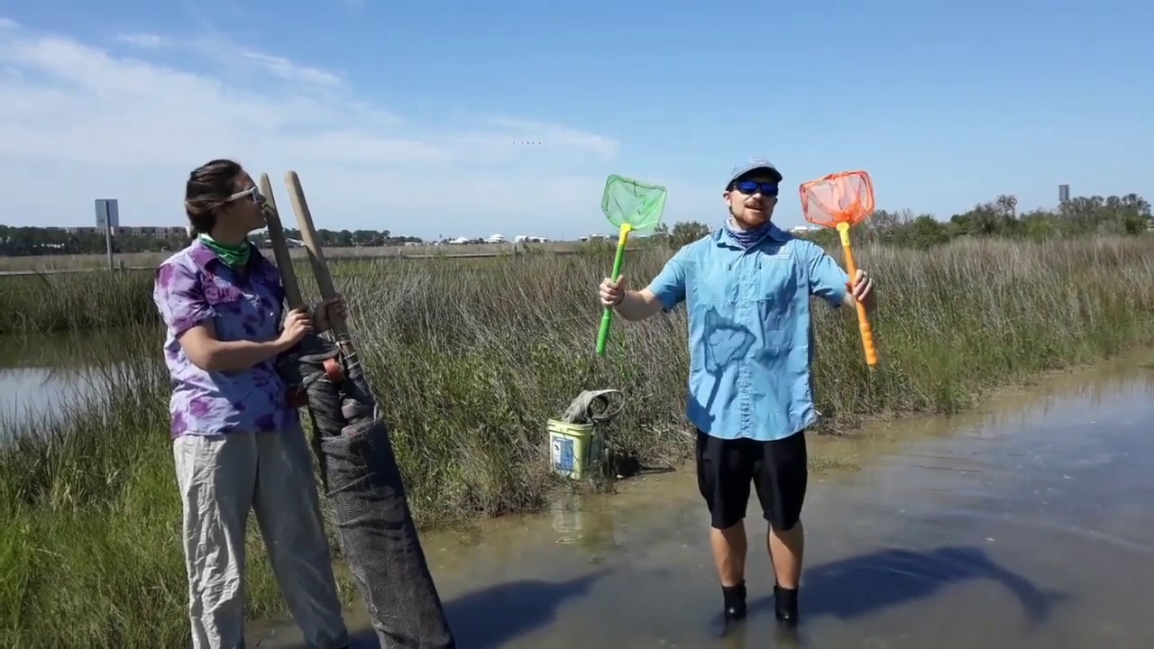 Marsh Mania -Seine Nets 