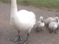 Swans and signets