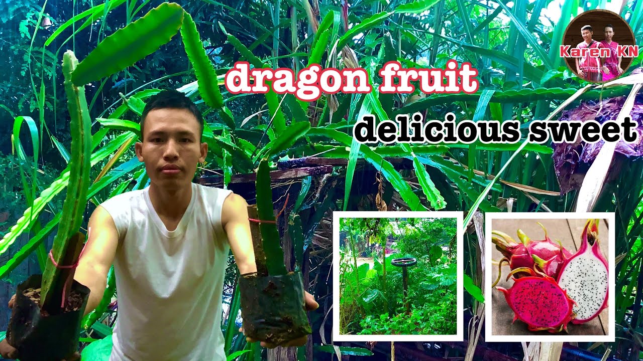 red dragon fruit#แก้วมังกรสีแดง#ปลูกแก้วมังกร