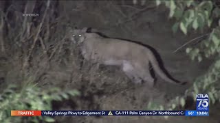 Mountain lion attacks dog while walking in Hollywood Hills