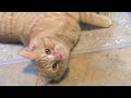 Pick of the Litter: Merrow