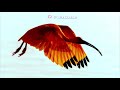Scarlet Ibis Sounds اصوات طائر ابو منجل القرمزي Scarlet Ibis Sounds اصوات طائر ابو منجل القرمزي