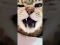 かわいいからね仕方ないね　#cat #キジトラ #猫のあくび #かわいい猫 #猫のいる暮らし