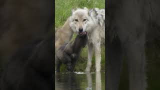 Feb 12, 2025 - Nat Geo Live: Wild Wolves of Yellowstone with Doug Smith