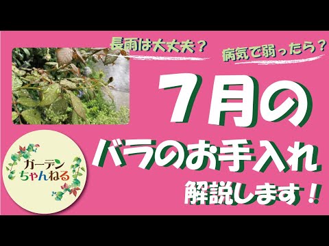 7月のバラ育て、水やりと花がら摘みが9割