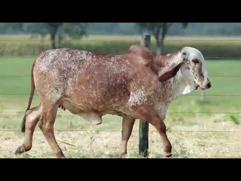 LOTE 17 – CAL14059 SIGLA FIV CAL