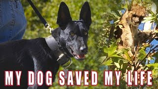 MY DOG SAVED MY LIFE... SHOCKING BATTLE BELGIAN MALINOIS VS. MOUNTAIN LION MY DOG SAVED MY LIFE... SHOCKING BATTLE BELGIAN MALINOIS VS. MOUNTAIN LION