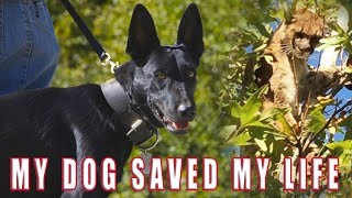 MY DOG SAVED MY LIFE... SHOCKING BATTLE BELGIAN MALINOIS VS. MOUNTAIN LION