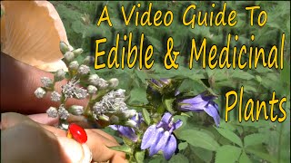 How To Identify Wild Edibles & Medicinal Plants - Toxic Look A Likes (HD)