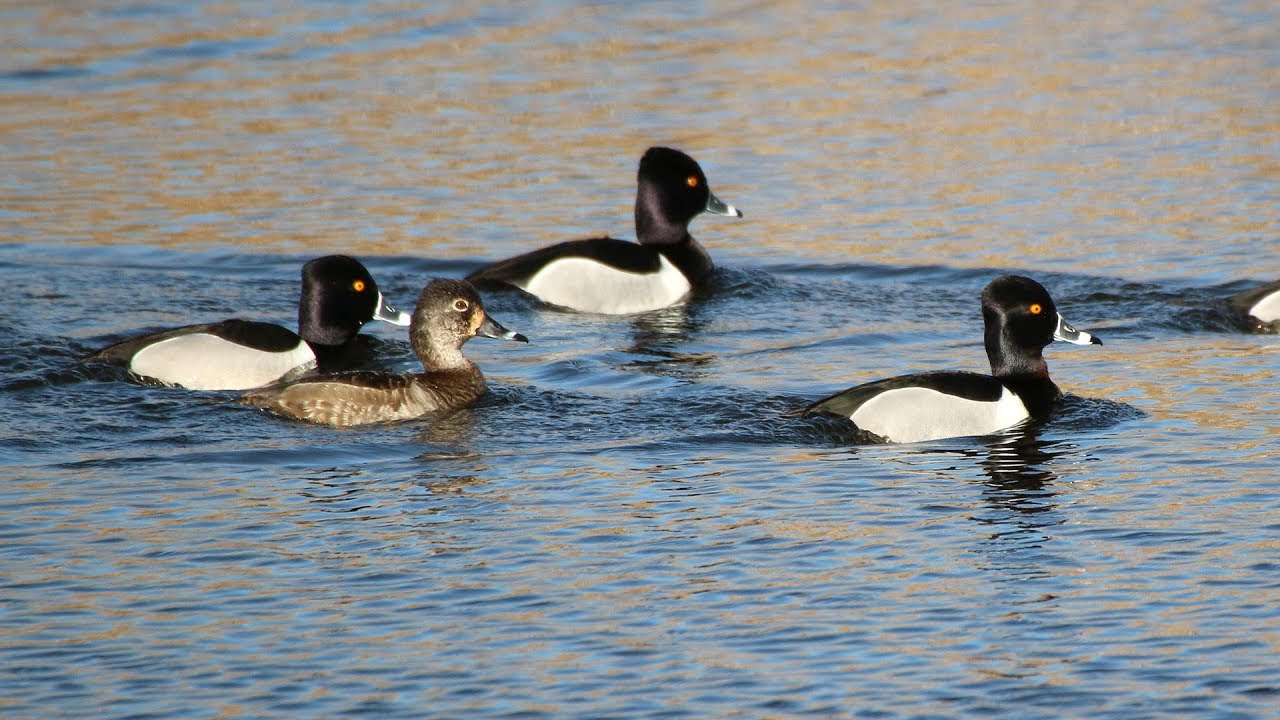 wildlife tea 2018 Breeding Duck Survey - NDGNF