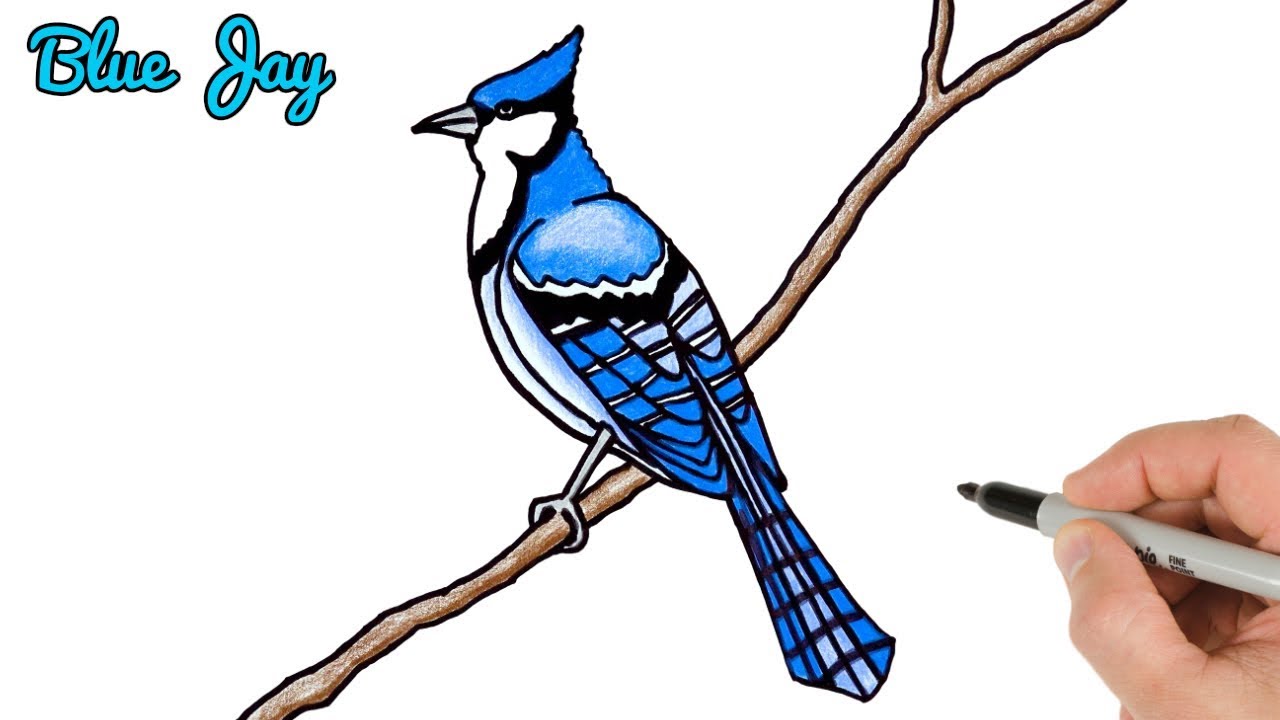 Blue jay bird outline drawing, How to draw Blue jay step by step, Outline  drawings