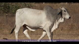 Lot 2 Wambiana FG 25011 (IVF) (PS)
