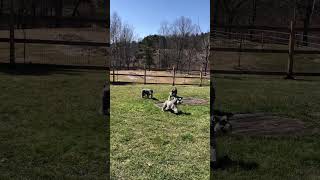 Feeling Lucky, Tag... your IT - Mini Schnauzer Zoomies on First Day of Spring 2023