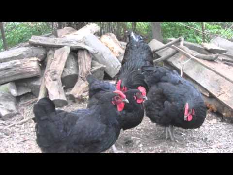 შავი ფერის ,,ლივენური\" ჯიშის  ქათმები