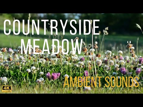 Countryside Meadow 🌸